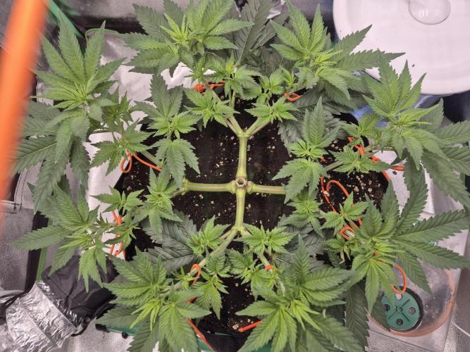 Orange bud main lining. Week 8 - Teil Entlaubung