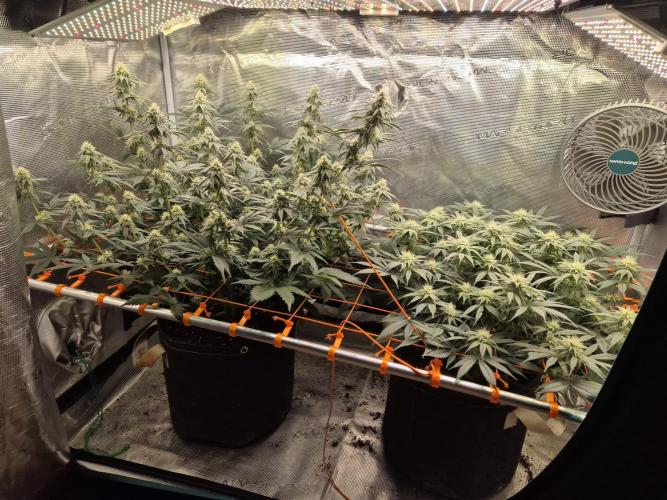 Caly 'n banana main lining. Week 5 - Start flower W5