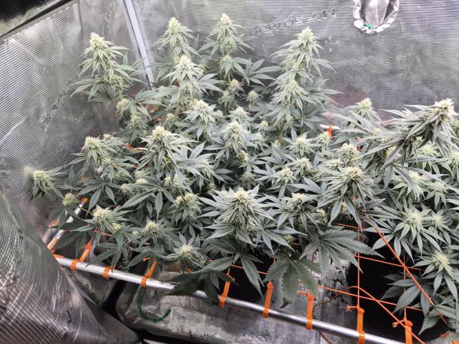 Caly 'n banana main lining. Week 5