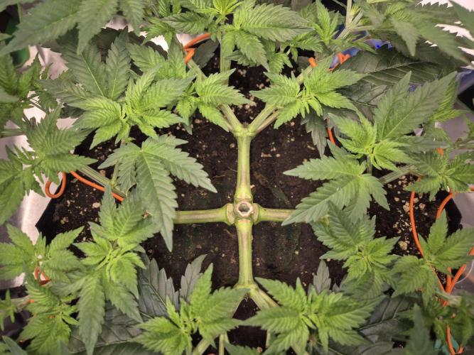 Orange bud main lining. Week 8 - Inner circle