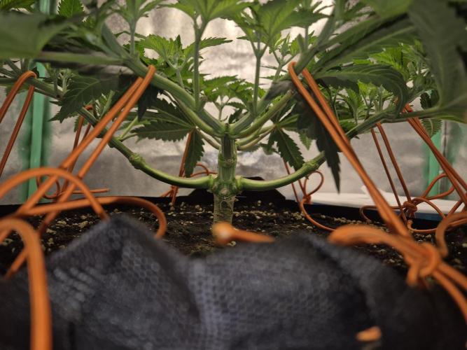 Orange bud main lining. Week 8 - Das Baugerüst