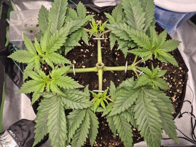 Orange bud main lining. Week 6