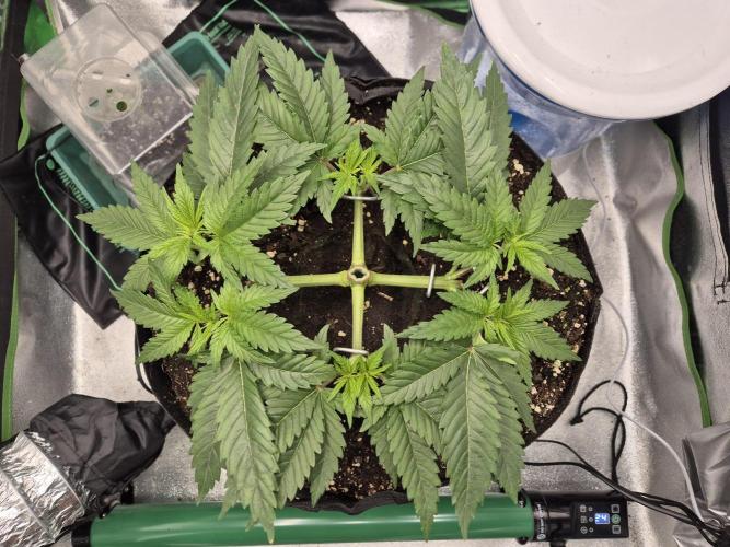 Orange bud main lining. Week 6