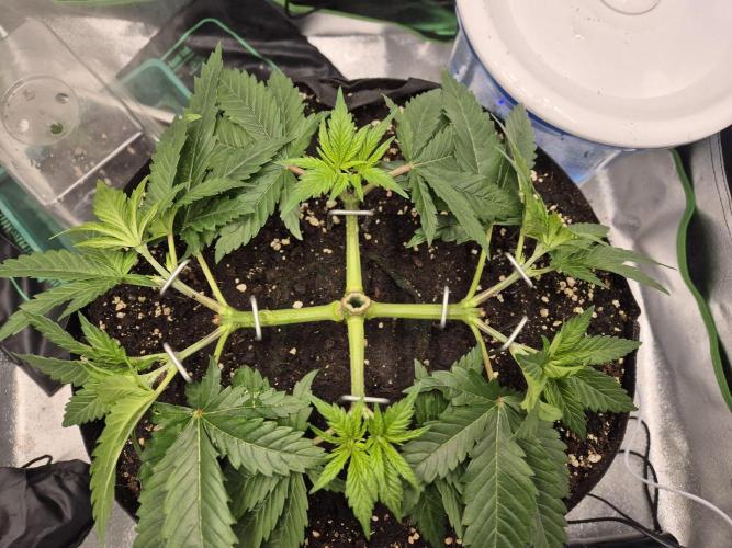 Orange bud main lining. Week 6