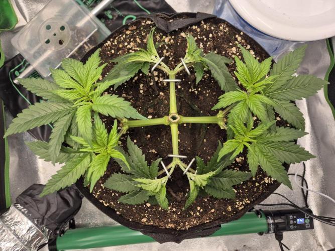 Orange bud main lining. Week 6