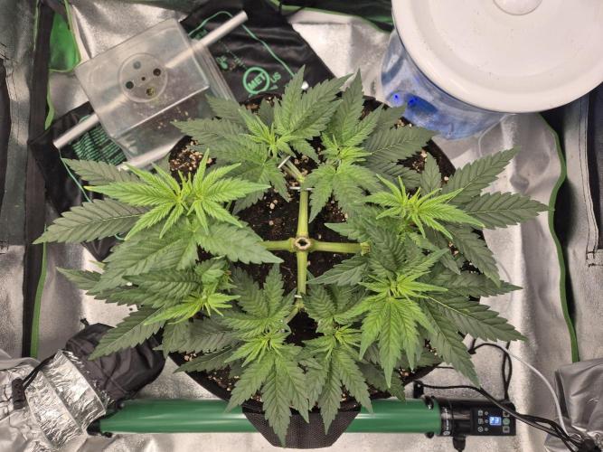 Orange bud main lining. Week 6