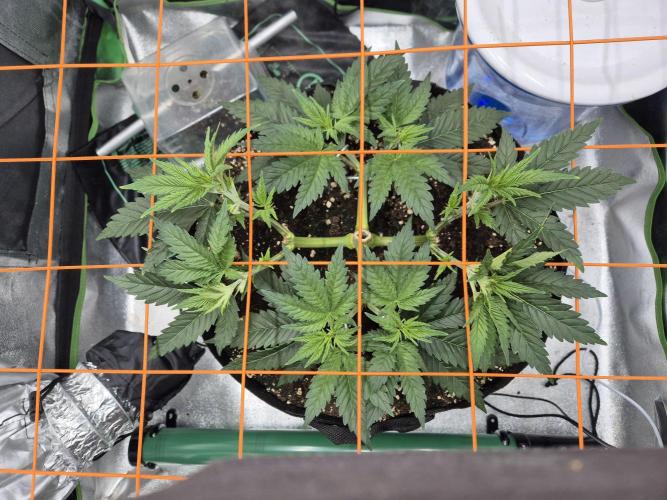 Orange bud main lining. Week 6