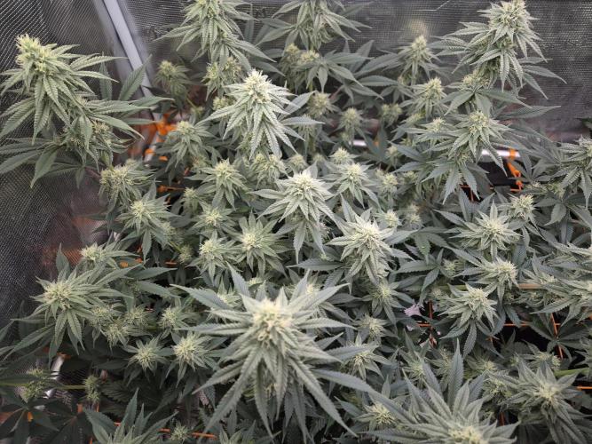 Caly 'n banana main lining. Week 5 - Party