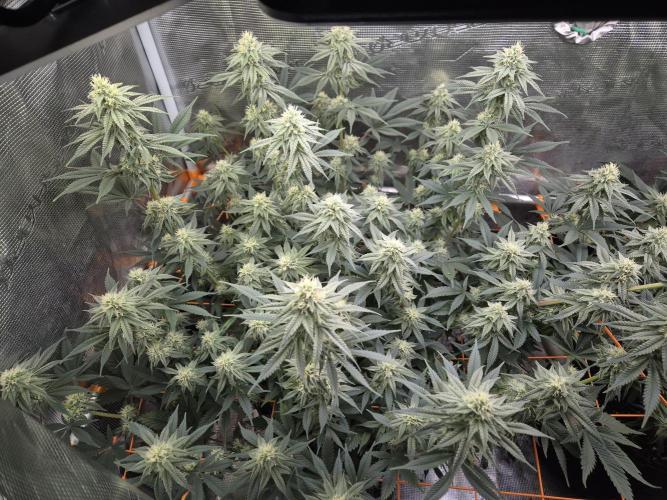 Caly 'n banana main lining. Week 5