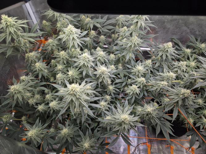 Caly 'n banana main lining. Week 5