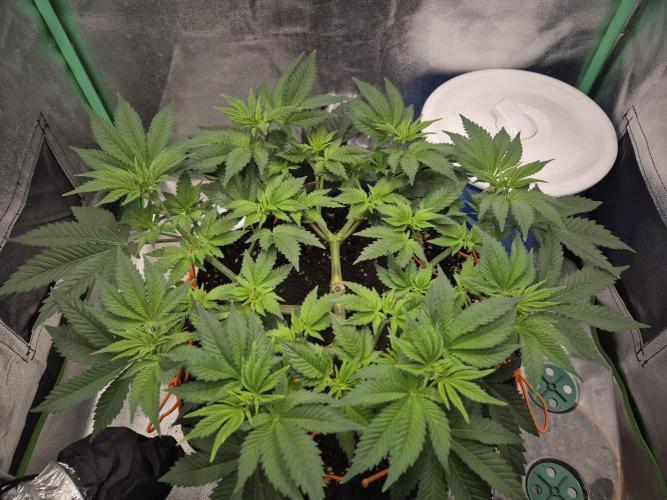 Orange bud main lining. Week 8