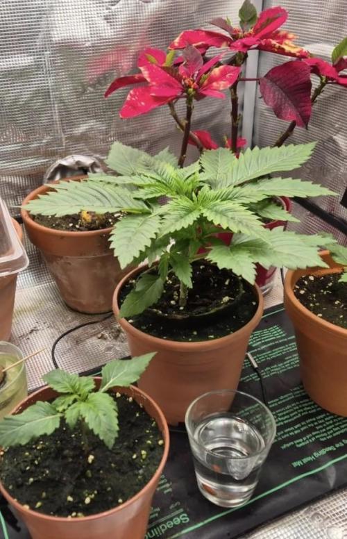 Orange bud main lining. Week 5