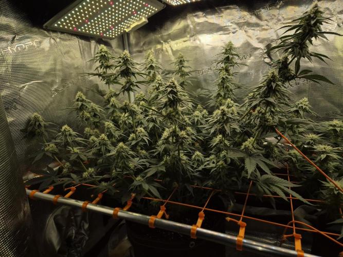 Caly 'n banana main lining. Week 5