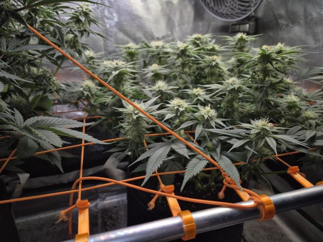 Caly 'n banana main lining. Week 5