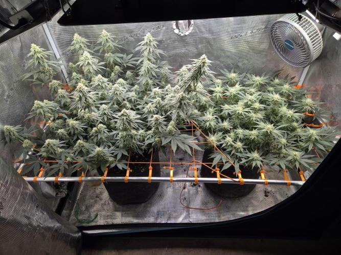 Caly 'n banana main lining. Week 5