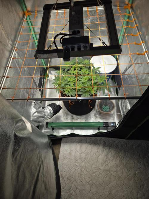 Orange bud main lining. Week 8