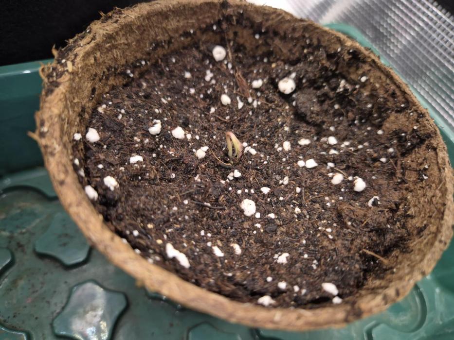 Cream Mandarine main lining. Week 0