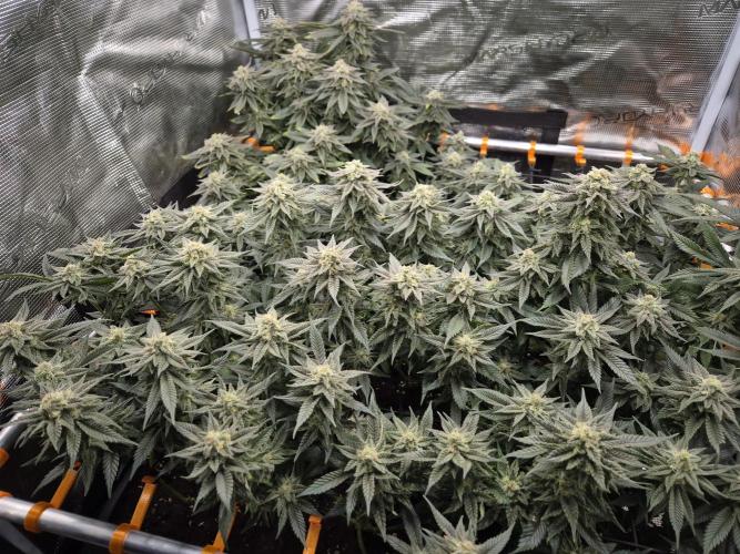 Steckies kurz vor dem Herbst... Week 8 - Ende BW 8