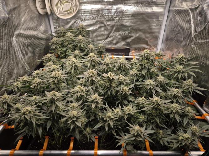 Steckies kurz vor dem Herbst... Week 8