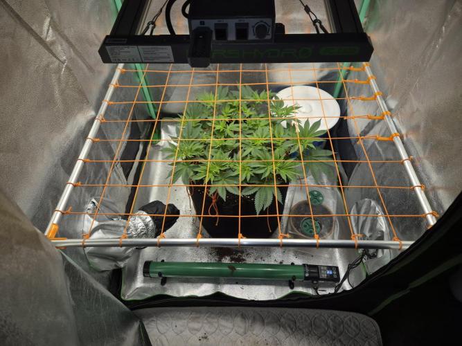 Orange bud main lining. Week 9 - 08.02.Tag 1 Blüte