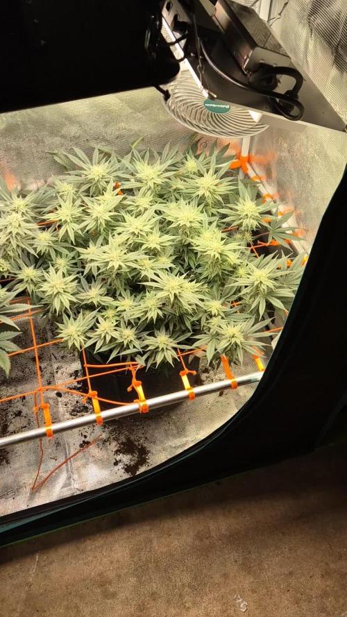 Caly 'n banana main lining