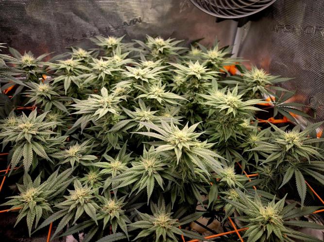 Caly 'n banana main lining. Week 5