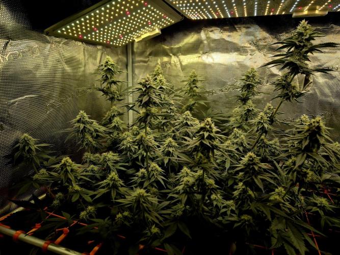 Caly 'n banana main lining. Week 5