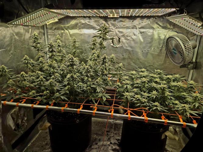 Caly 'n banana main lining. Week 5