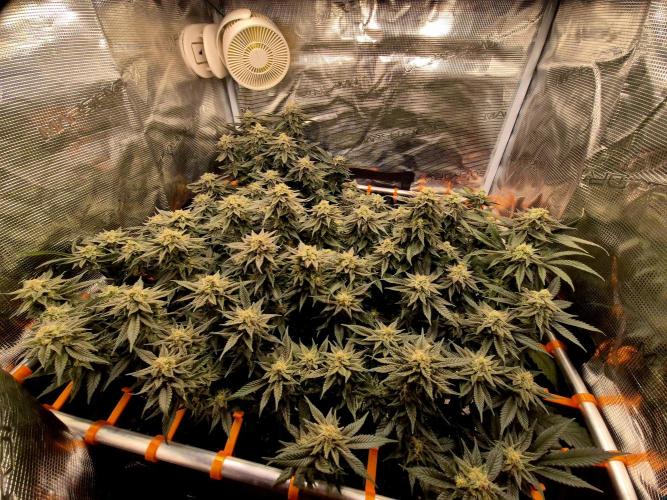 Steckies kurz vor dem Herbst... Week 8