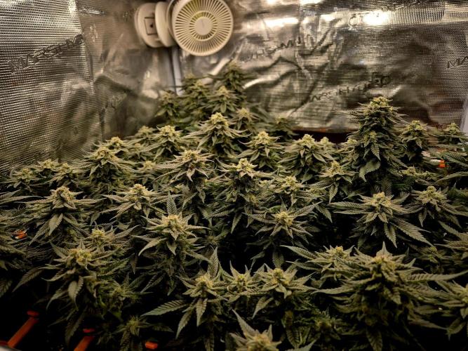 Steckies kurz vor dem Herbst... Week 8