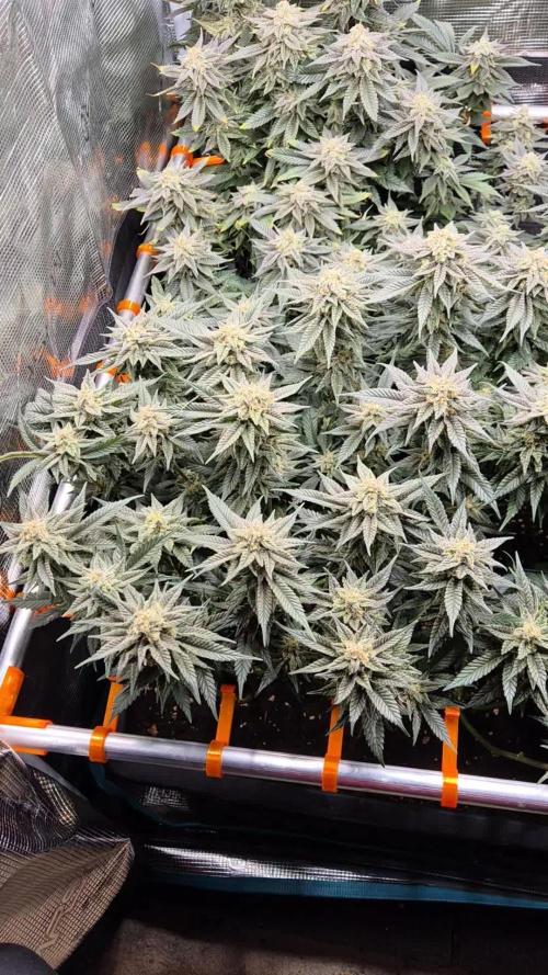 Steckies kurz vor dem Herbst..