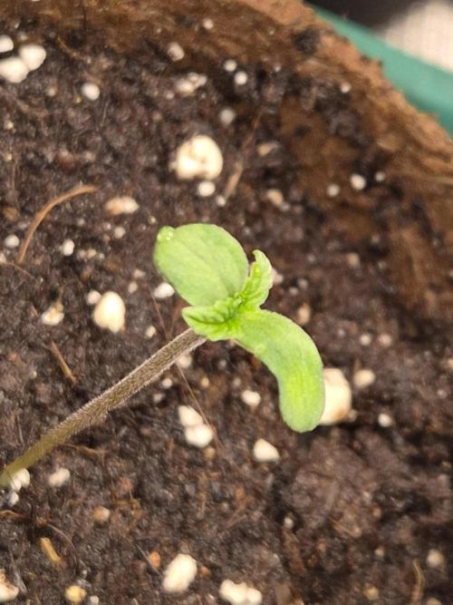 Cream Mandarine main lining. Week 1