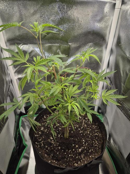 Adoption eines Steckies main lining. Week 3