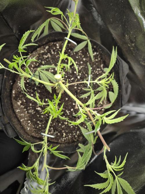 Adoption eines Steckies main lining. Week 4