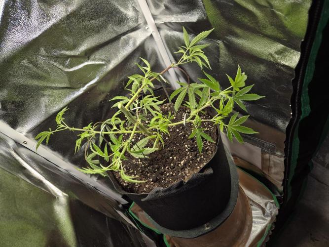 Adoption eines Steckies main lining. Week 4