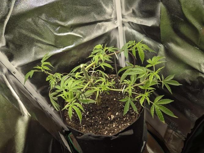 Adoption eines Steckies main lining. Week 4