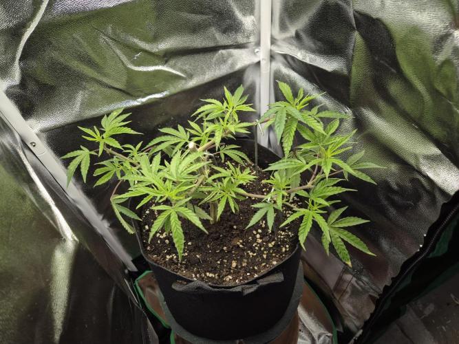 Adoption eines Steckies main lining. Week 4