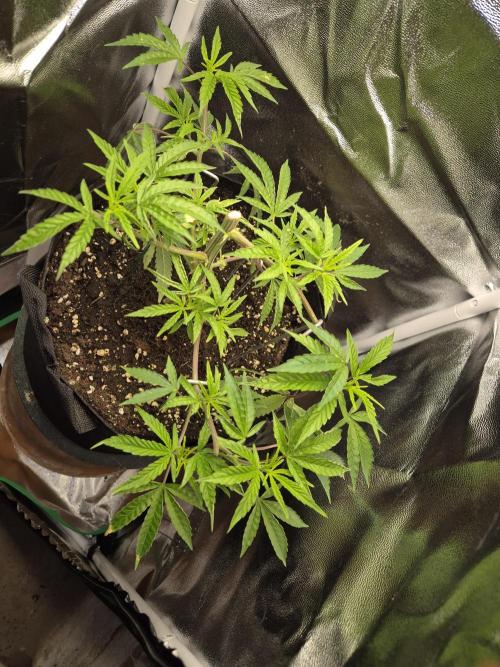 Adoption eines Steckies main lining. Week 4