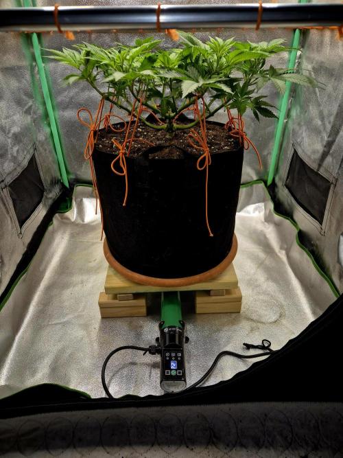 Orange bud main lining. Week 9