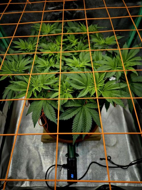 Orange bud main lining. Week 9