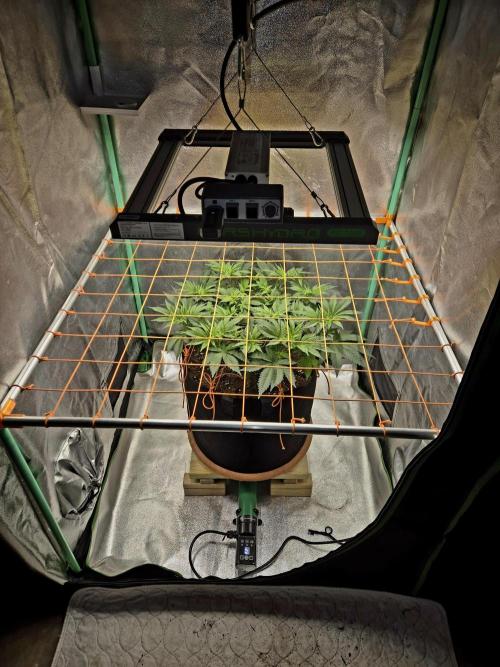 Orange bud main lining. Week 9