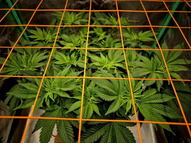 Orange bud main lining. Week 9