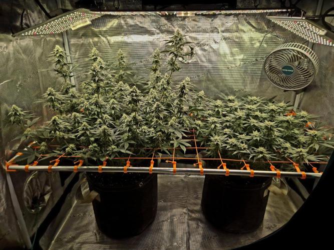 Caly 'n banana main lining. Week 6 - W6, T1