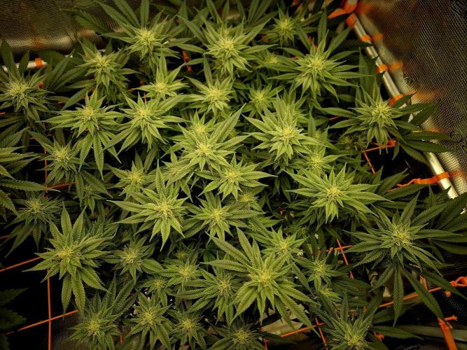 Caly 'n banana main lining. Week 6