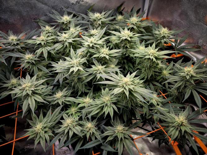 Caly 'n banana main lining. Week 6