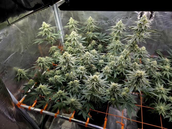 Caly 'n banana main lining. Week 6