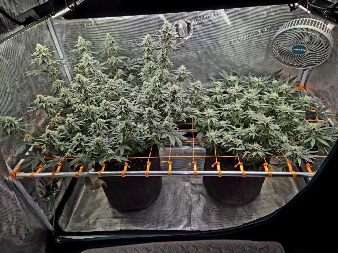 Caly 'n banana main lining. Week 6