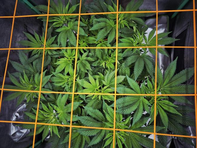 Orange bud main lining. Week 9