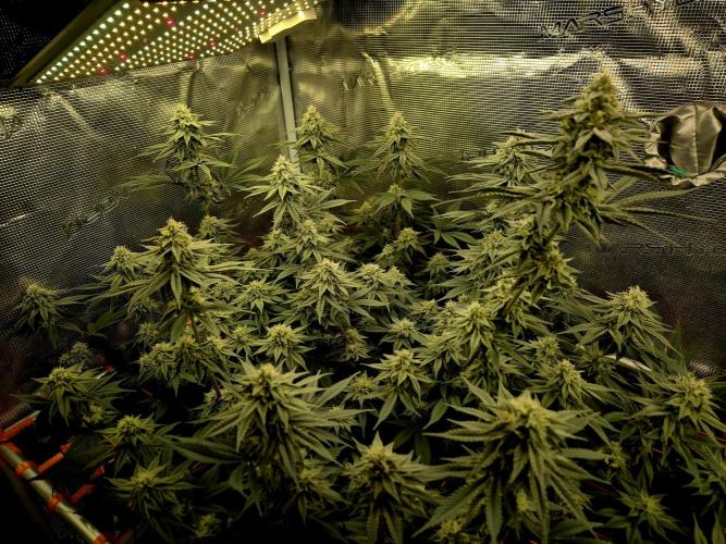 Caly 'n banana main lining. Week 7