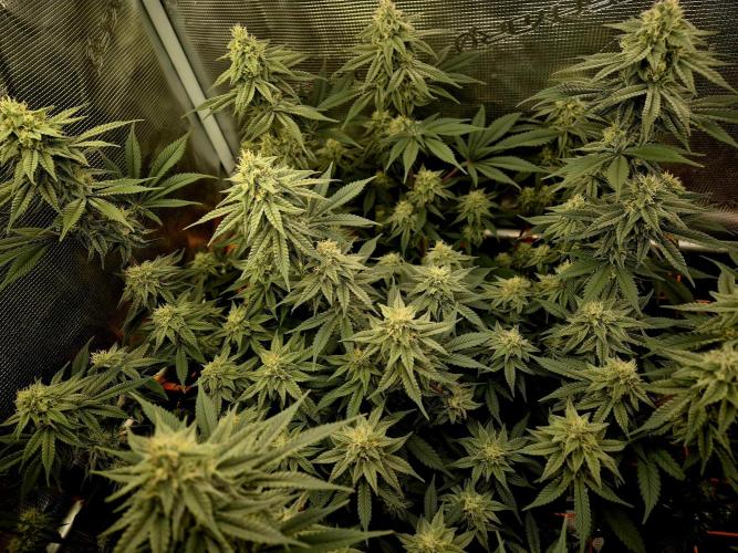 Caly 'n banana main lining. Week 7